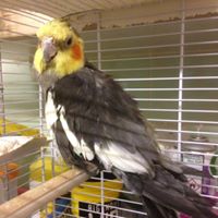 Cockatiel in the boarding room