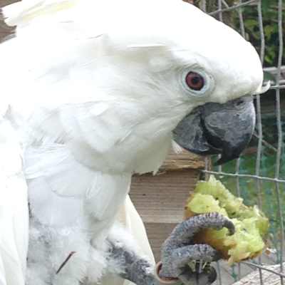 Cockatoo enjoying fruit