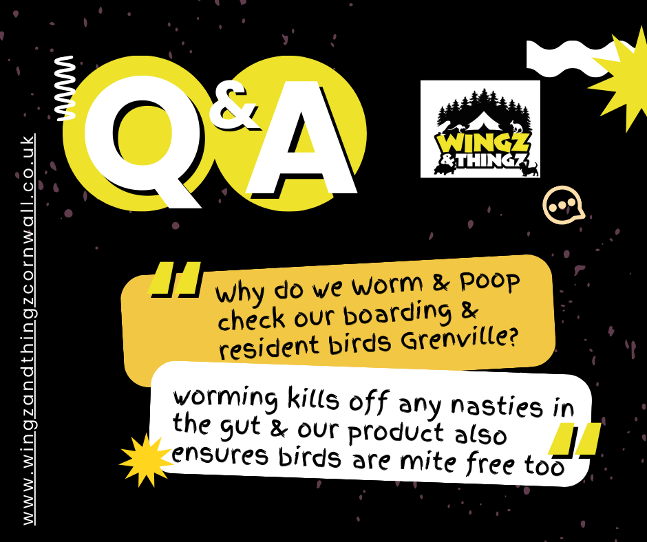 Q & A about worming pet exotic birds