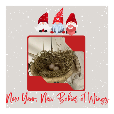 Our birds are quite literally loving their winter homes