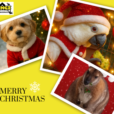 It is nearly time for the big man to bring the animals their special treats