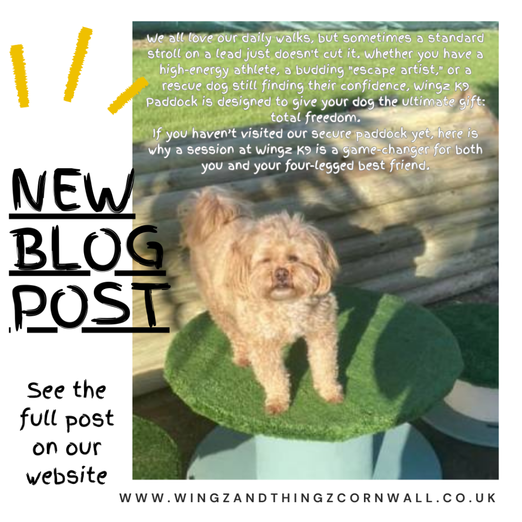why use a dog paddock