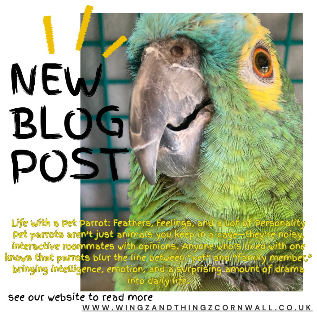 galley blog owning a parrot