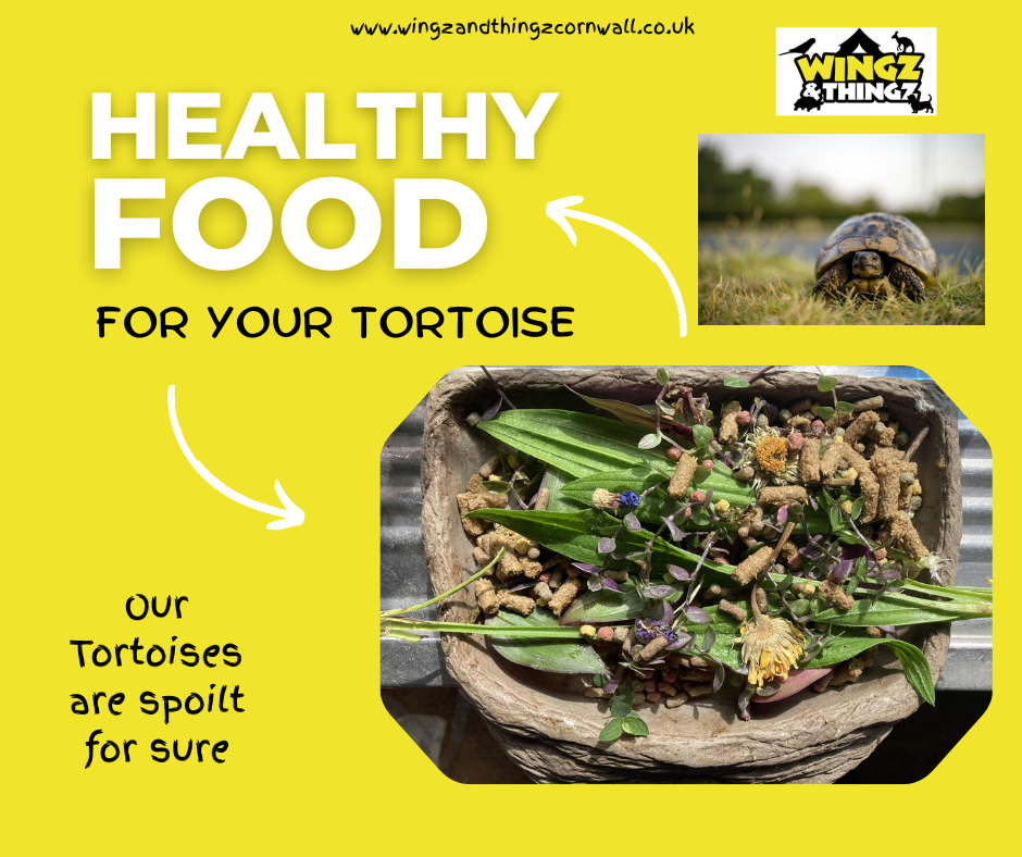 Yummy tortoise food for our hermans torts